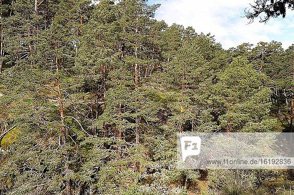Pinar de Valsain (Pinus sylvestris). Provinz Segovia  Kastilien und Leon  Spanien.