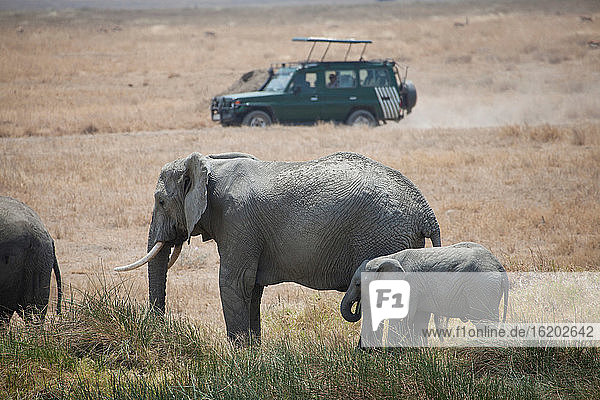 Elefanten im Feld stehend