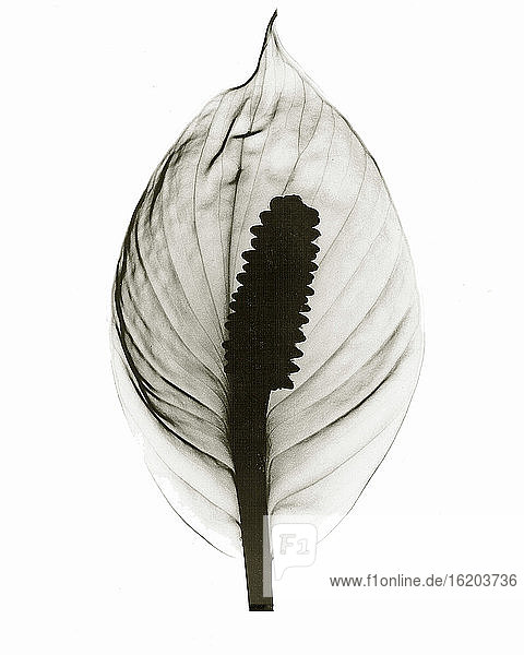 Röntgenbild einer Spathyllum-Blüte