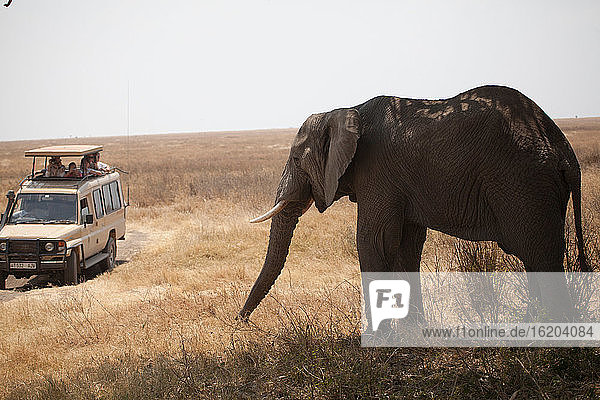 Menschen im Jeep bewundern Elefanten