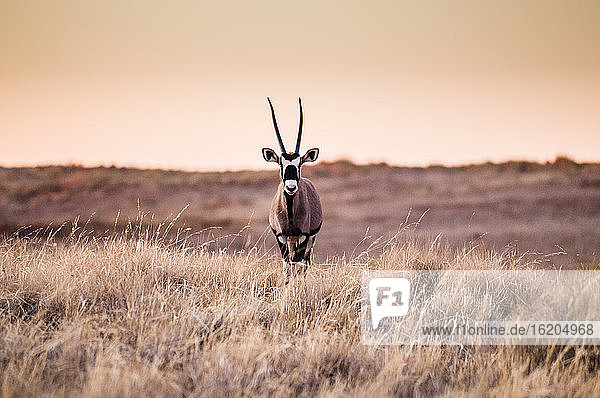 Porträt einer Oryxantilope im Namibrand-Naturreservat   Namibia