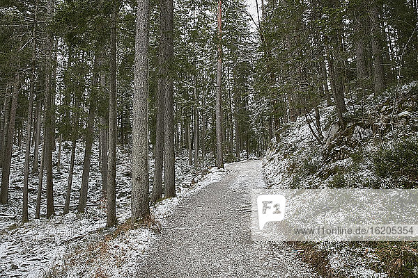 Verschneiter Waldweg  Zugspitze  Bayern  Deutschland