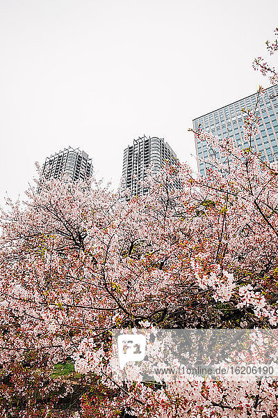 Cherry blossom tree with high-rise buildings in background Tokyo Japan