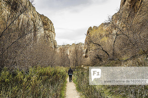 Woman hiking  rear view  Calf Creek Falls near Escalante  Utah  USA