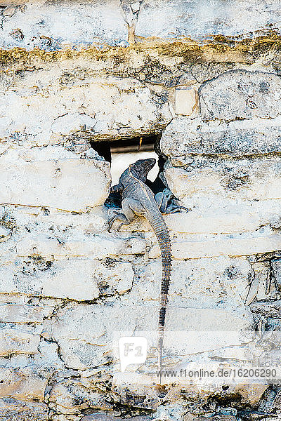 Eidechse  die sich in einem Loch in der Wand bei den Tulum-Ruinen versteckt  Riviera Maya  Mexiko