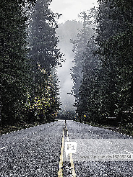 Umpqua National Forest highway and mist  Oregon  USA