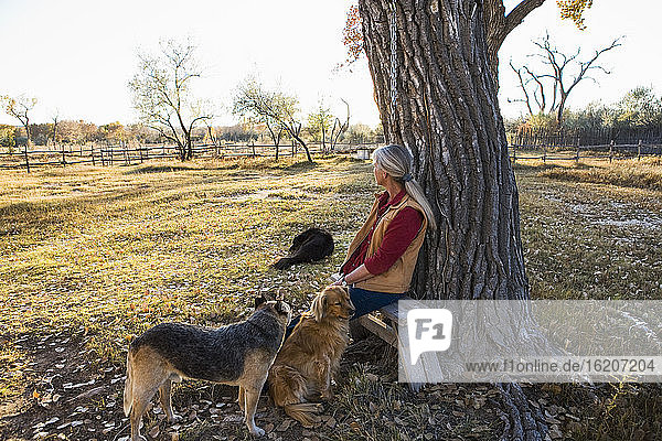 Mature woman at home on her property in a rural setting sitting under a tree  with three docs