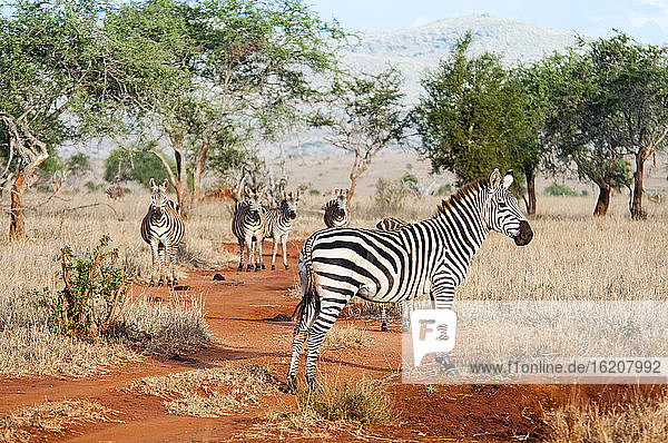 Steppenzebras (Equus quagga)  Taita Hills Wildlife Sanctuary  Kenia  Ostafrika  Afrika