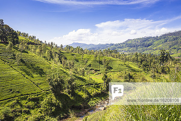 Teeplantage  Castlereagh-See  Hatton  Zentralprovinz  Sri Lanka  Asien