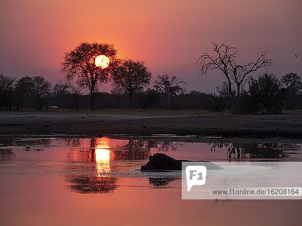 Ausgewachsenes Flusspferd (Hippopotamus amphibius) beim Baden bei Sonnenuntergang im Hwange-Nationalpark  Simbabwe  Afrika