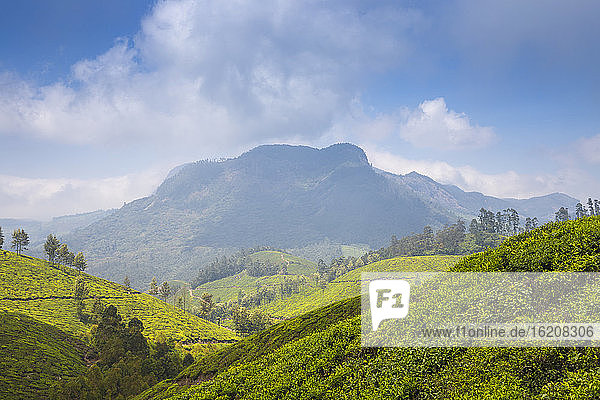 Teeplantage in der Nähe der Bergstation  Munnar  Kerala  Indien  Asien