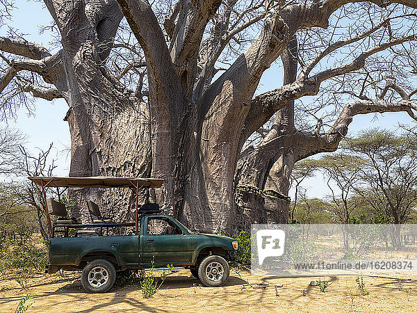 Ein großer afrikanischer Affenbrotbaum (Adansonia digitata)  der als einer der größten des Landes gilt  Save Valley  Simbabwe  Afrika