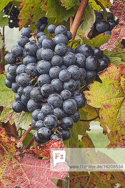 Dornfelder-Trauben bereit für die Herbsternte  auf dem Weingut Trevibban Mill Vineyard  in der Nähe von Padstow  Cornwall  England  Grossbritannien  Europa