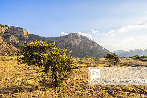 Einzelne Bäume im trockenen Land mit dem Gheralta-Gebirge im Hintergrund  Hawzen  Region Tigray  Äthiopien  Afrika