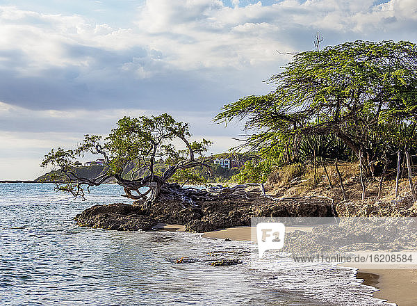 Lone Tree by the Jack Sprat Beach  Treasure Beach  St. Elizabeth Parish  Jamaika  Westindische Inseln  Karibik  Mittelamerika