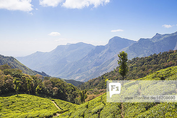 Teeplantage an der Bergstation  Munnar  Kerala  Indien  Asien