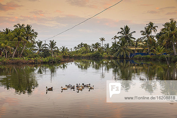 Palmen  die sich in Backwaters spiegeln  Munroe-Insel  Kollam  Kerala  Indien  Asien