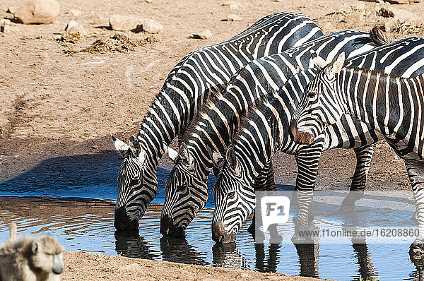 Steppenzebras (Equus quagga)  in einer Pfütze trinken  Taita Hills Wildlife Sanctuary  Kenia  Ostafrika  Afrika