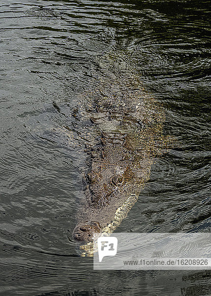 Krokodilschwimmen im Schwarzen Fluss  Gemeinde St. Elisabeth  Jamaika  Westindien  Karibik  Mittelamerika