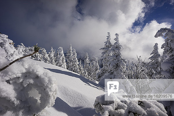 Snow-covered trees in mountains