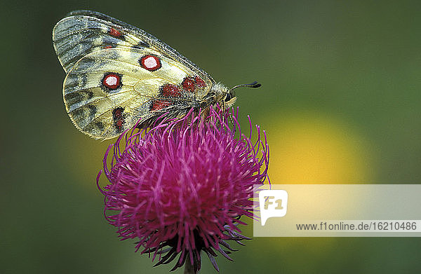 Schmetterling,  Parnassus Apollo,  auf Blüte,  Nahaufnahme