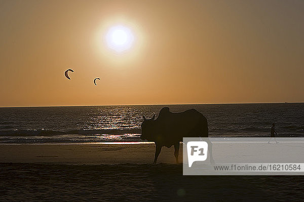 Indien  Kerala  Silhouette einer Kuh am Strand bei Sonnenuntergang