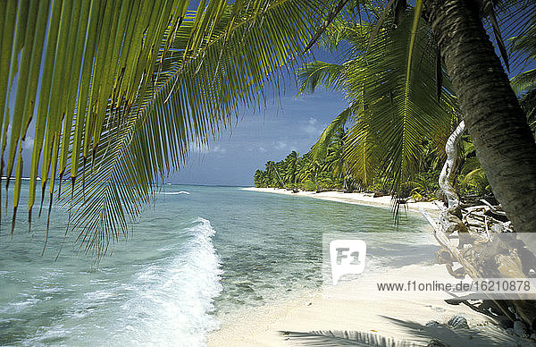 Australien  Cocos Keeling  Palmen am Strand