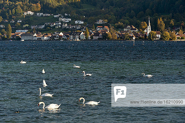 Schweiz  Berlingen  Höckerschwäne schwimmen im Bodensee mit Dorf im Hintergrund