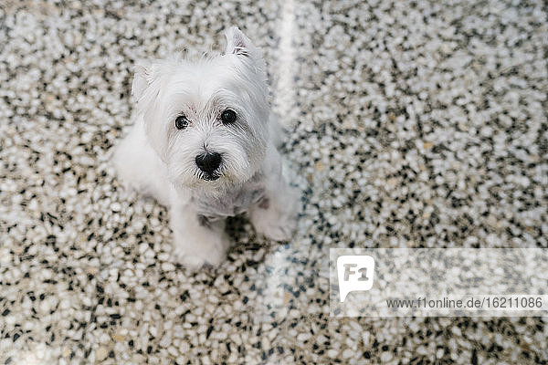 Close-up of cute west highland white terrier sitting on tiled floor in pet salon