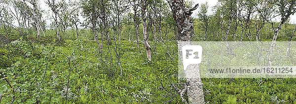 Schweden  Lappland  Blick auf einen Wald mit Birken bei Favnoajvve im Sarek-Nationalpark