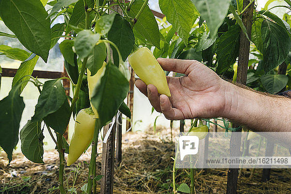 Mann hält frische Chilischoten  die auf einem Biohof wachsen