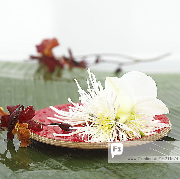 Blossoms on wooden plate  close-up