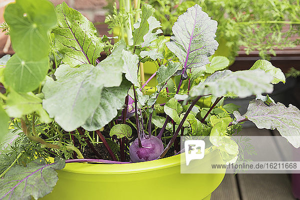 Gemüse in Pflanztöpfen aus recyceltem Kunststoff auf dem Balkon