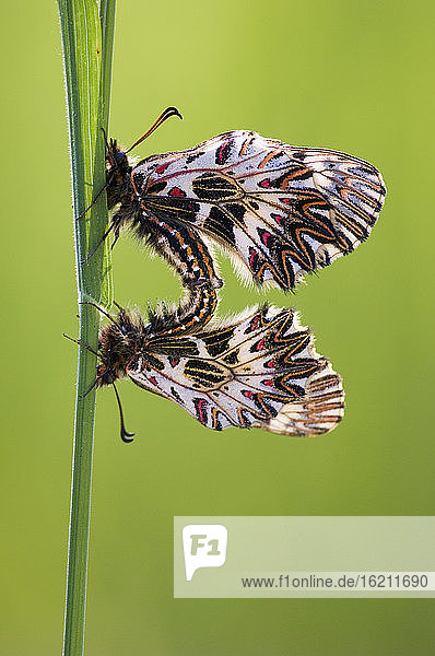 Seltsame Schmetterlinge beim Kopulieren