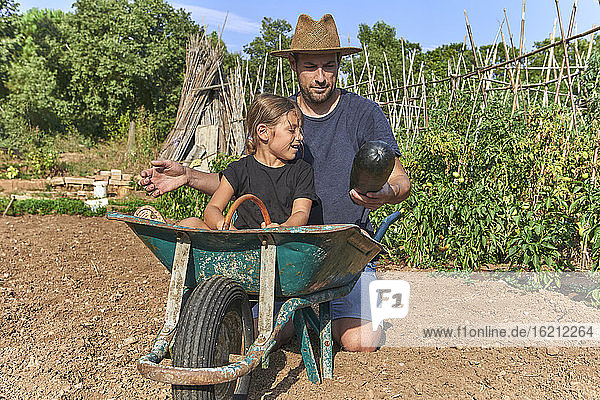 Father showing a zucchini to his daughter sitting in wheelbarrow