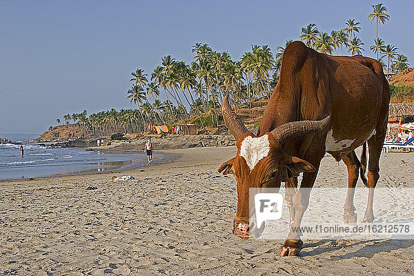 Indien  Kerala  Kuh am Strand