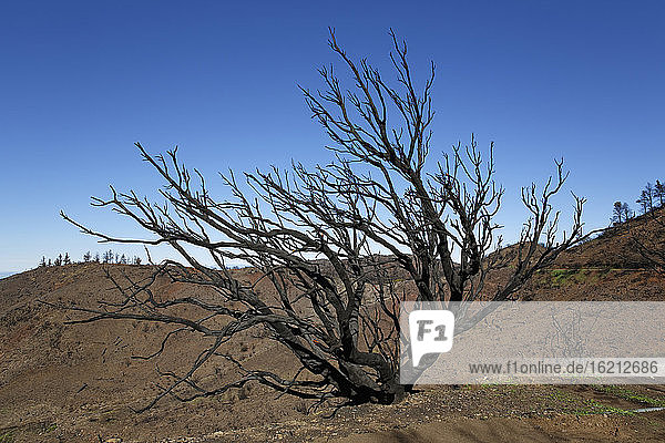 Spain  La Gomera  Fire damage in Garajonay National Park