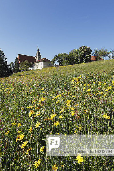 Österreich  Steiermark  Blick auf Pfarrkirche St. Marein bei Knittelfeld und Schwarzwurzelwiese