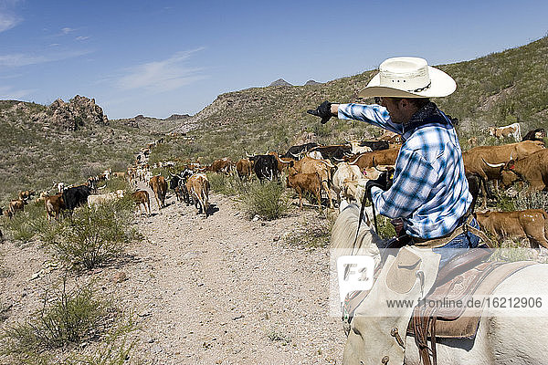 USA  Texas  Dallas  Cowboy und Texas Longhorn Rinder (Bos taurus)