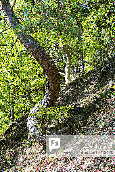 Deutschland  Hessen  Verkrüppelte Kiefer im Nationalpark Kellerwald