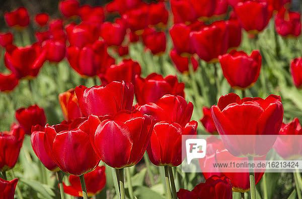 Deutschland  Hamburg  Rote Tulpe im Frühling im Park Planten un Blomen