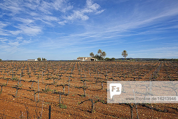 Spain  Mallorca  View of farm land