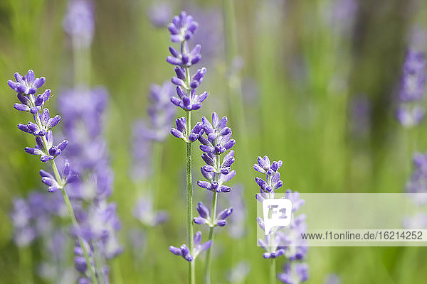 Germany, Saxony, Lavender flower, close up