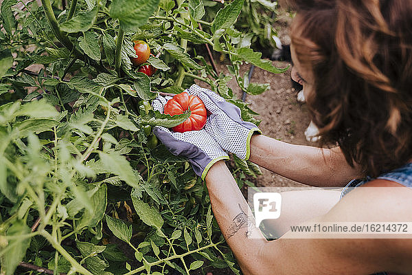 Nahaufnahme einer mittelgroßen erwachsenen Frau  die eine Tomate im Gemeinschaftsgarten hält