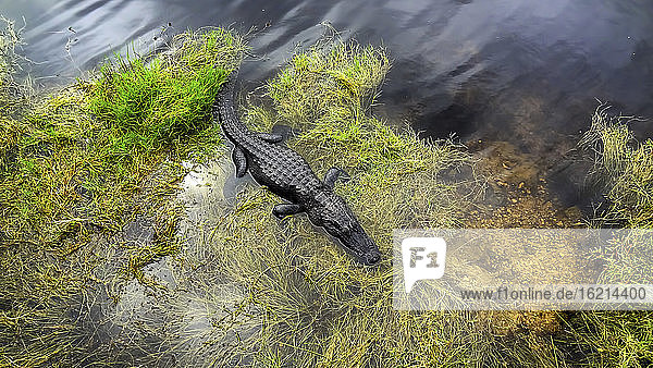 USA  Florida  Amerikanischer Alligator in den Everglades
