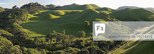 Neuseeland  Südinsel  Port Puponga  Hügellandschaft