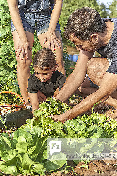 Familie erntet Salat im Garten