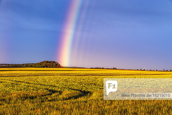Regenbogen  der sich in der Abenddämmerung über ein gelbes Feld wölbt