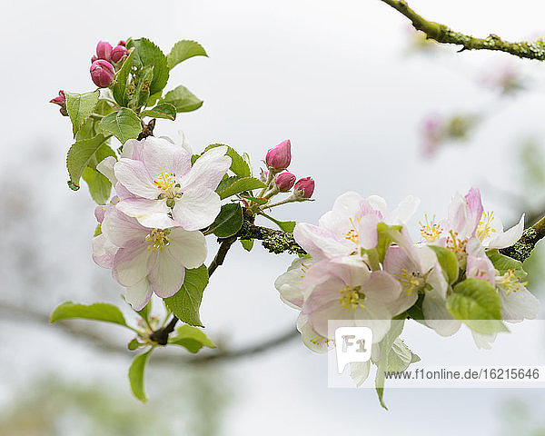 Netherlands  Apple blossom  close-up