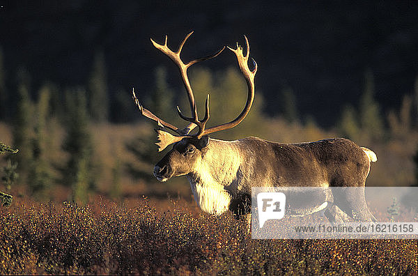 carribu  Rentier (Rangifer tarandus caribou)  Tundra